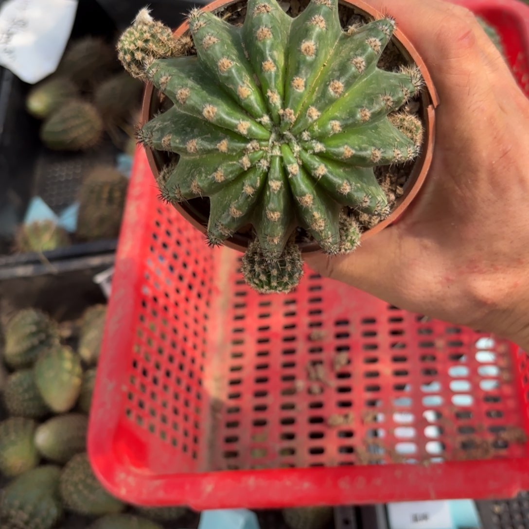 浓桃筋带根20包邮仙人球34
