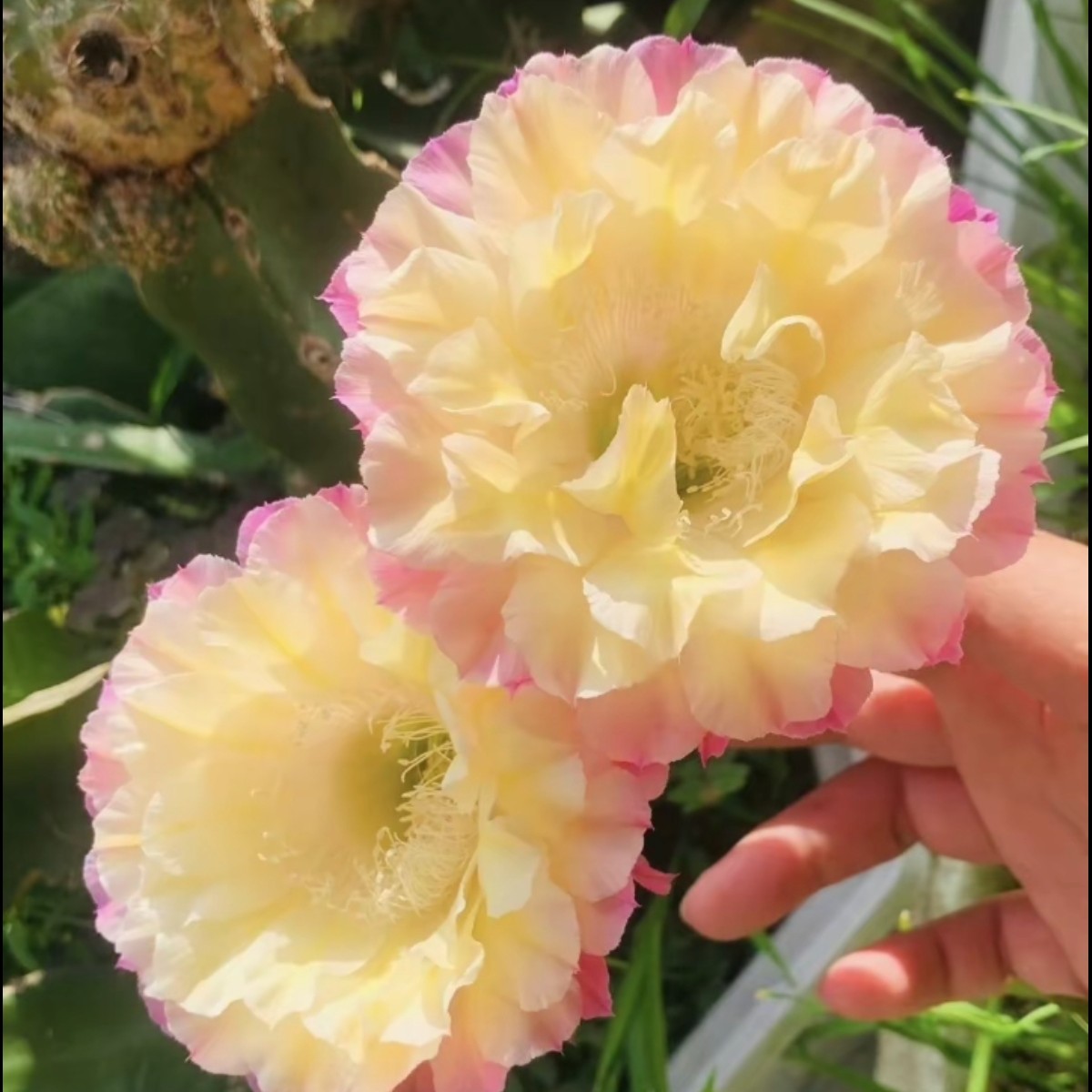 仙人球彩草马丙短刺无根侧芽四公分左右