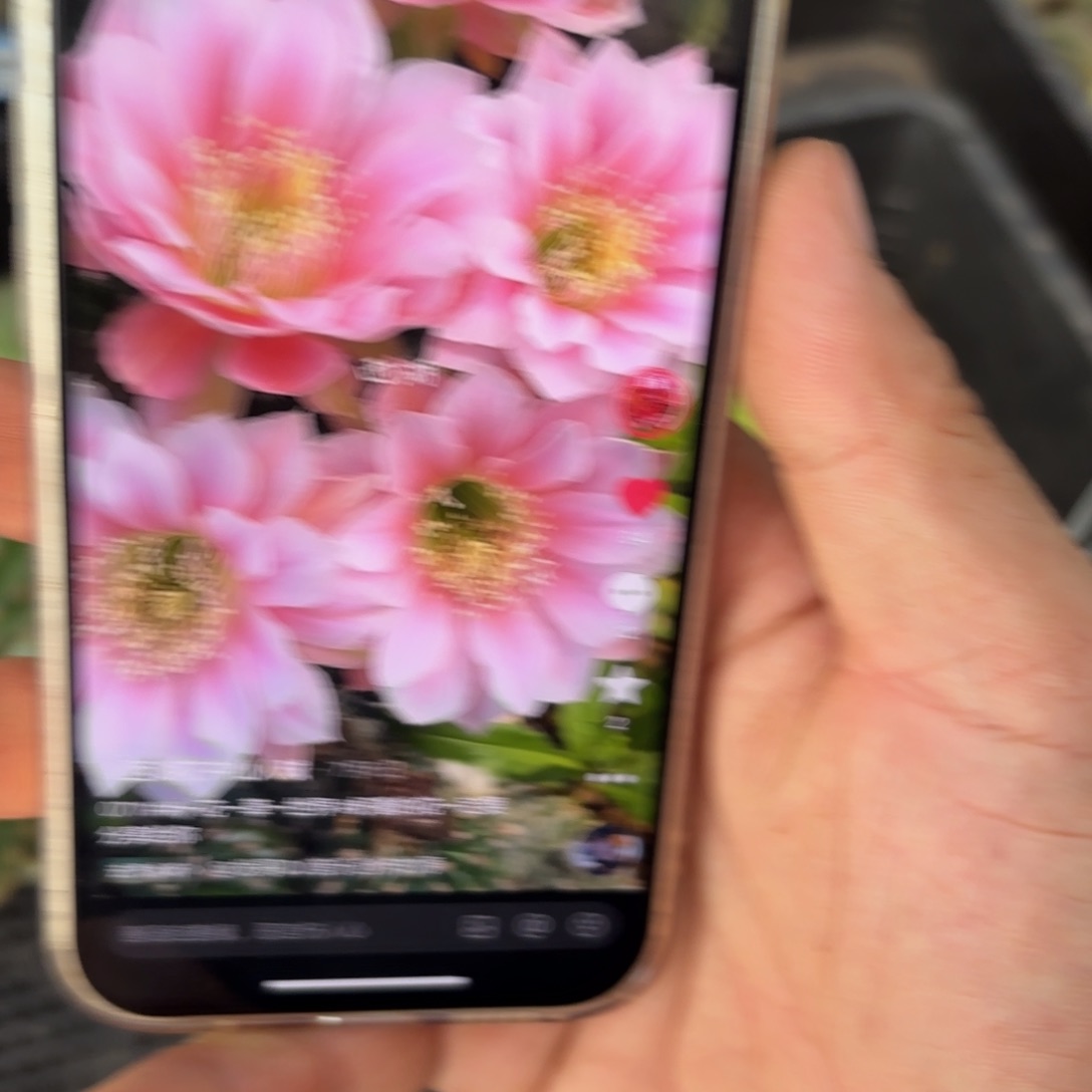 0711丽花/20包邮仙人球49