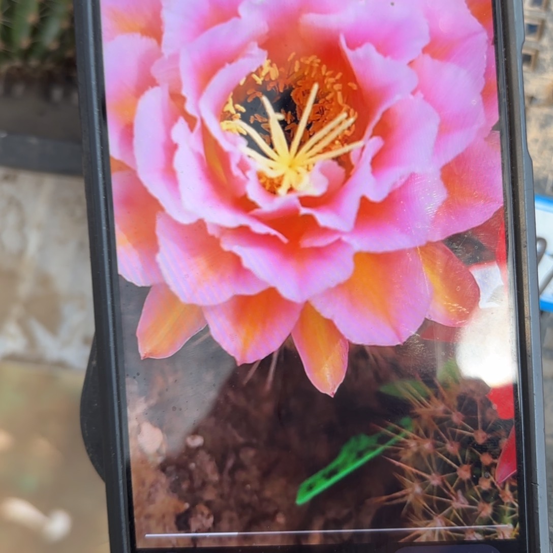 粉桃毛花//20包邮仙人球1