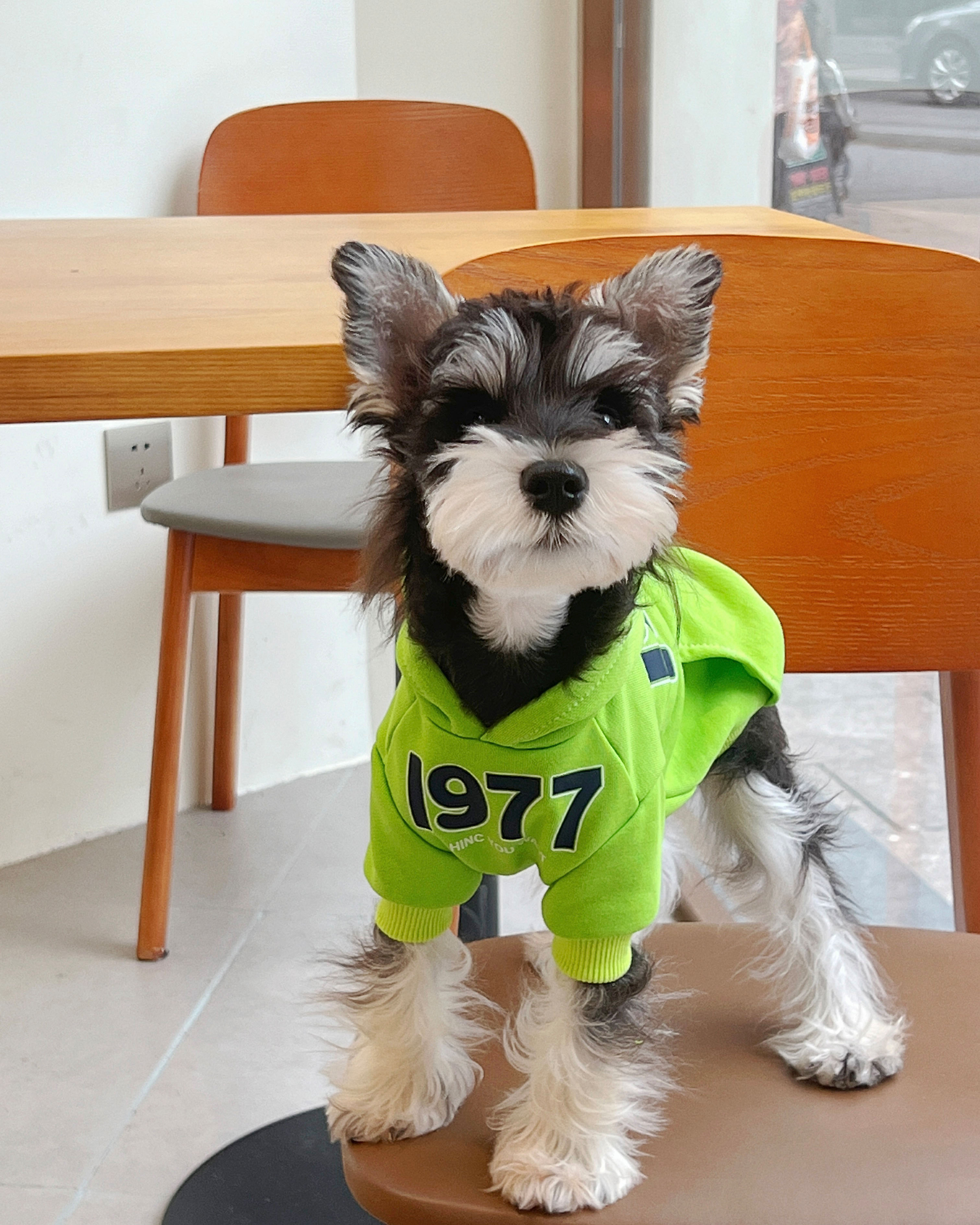 宠物猫狗衣服 秋冬连帽1977纯棉保暖室内防掉毛服 中小大型犬卫衣
