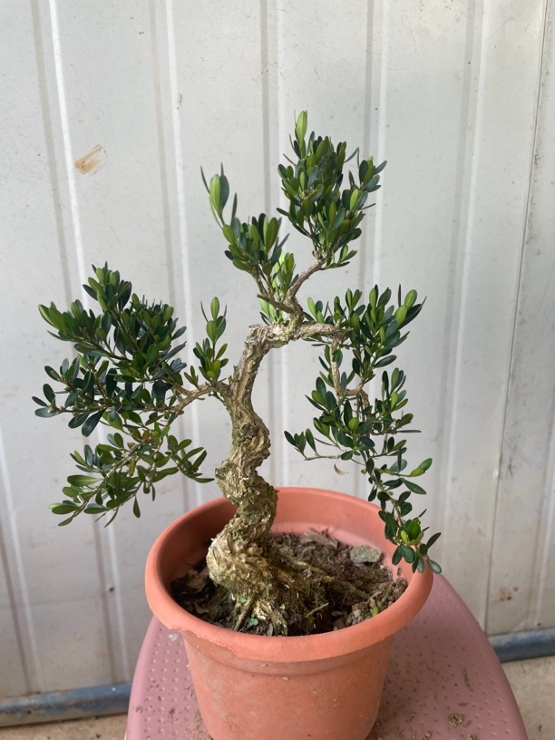 精品盆景小摆件黄杨树