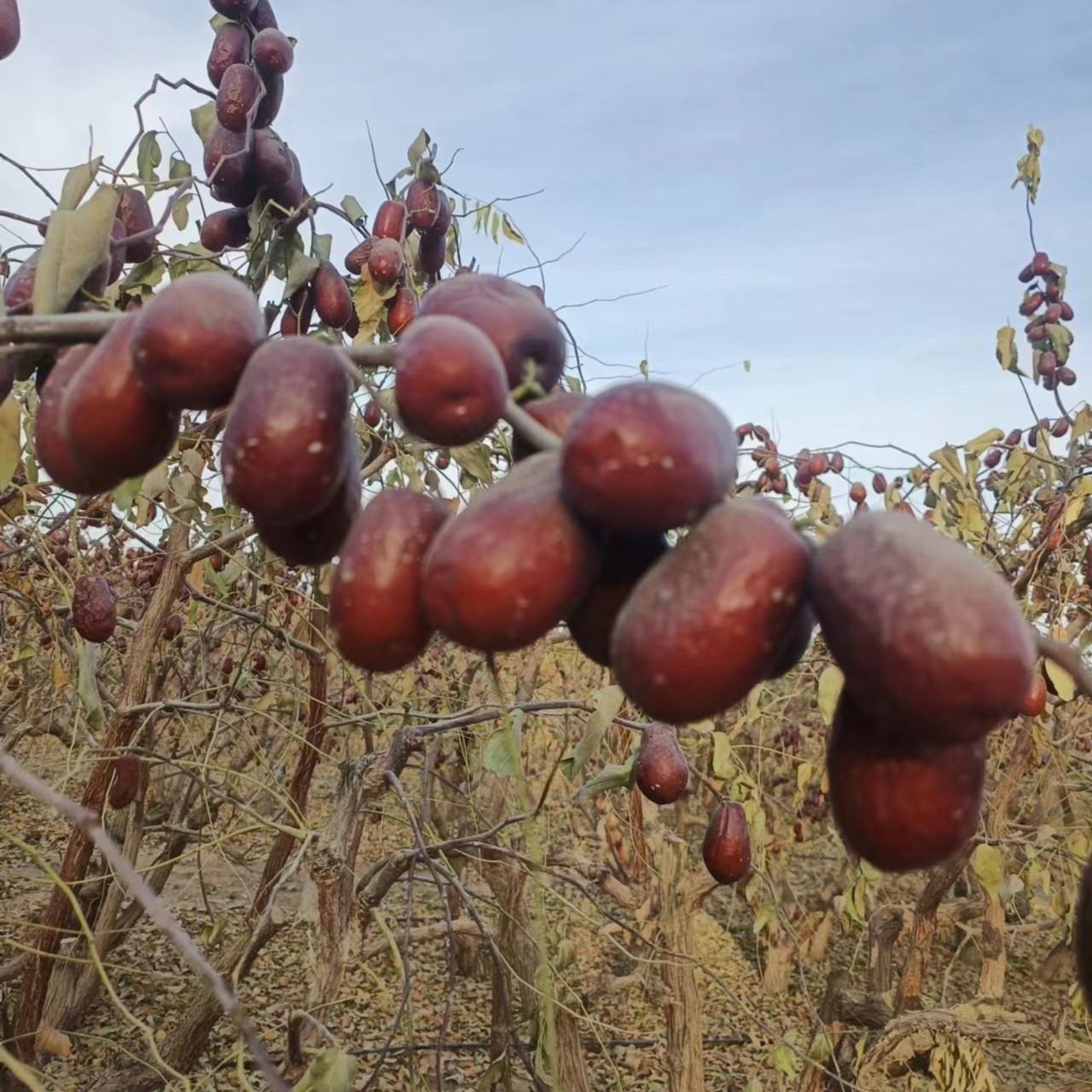 新疆新下树未清洗和田大枣二级精品2斤装原产地发货包邮