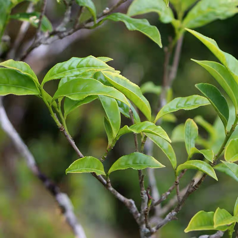 【大庵八仙】老枞八仙炭焙品鉴装