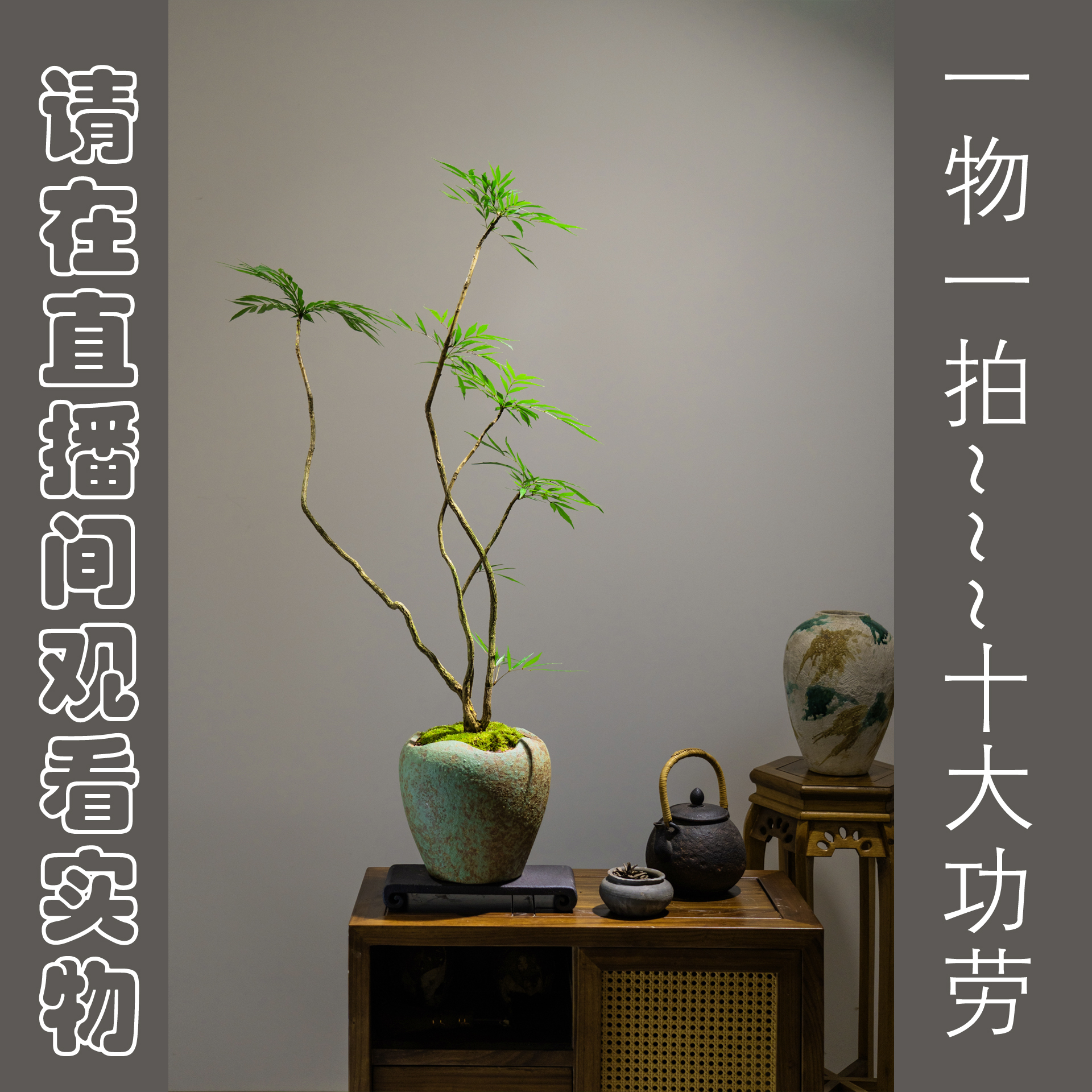 [时光植记]黄天竹-精品熟桩禅意风绿植盆栽