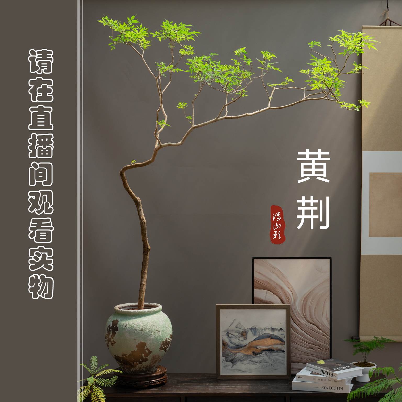 【漫山影】禅意盆栽--造型黄荆  