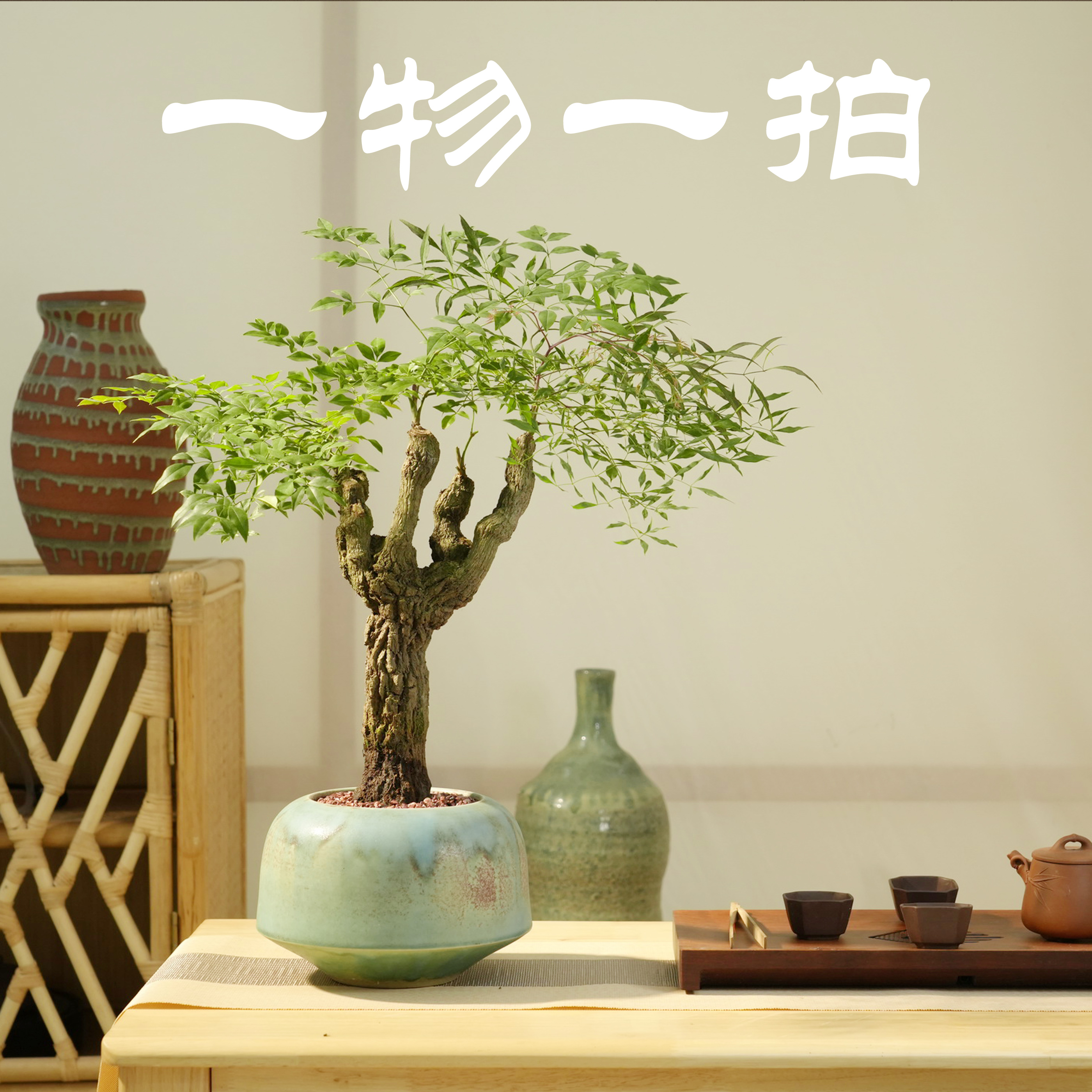 [漫山影]南天竹-精品熟桩禅意风绿植盆栽