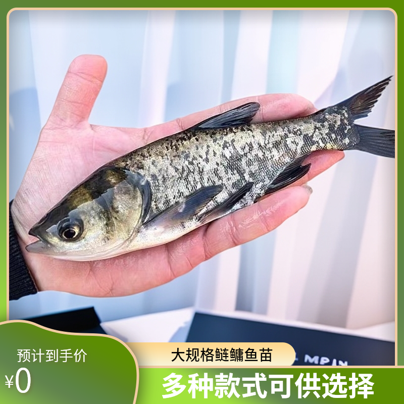 大花鲢鱼苗淡水好养殖大规格鲢鳙鱼苗胖头鱼雄鱼大头鱼苗草鱼包活