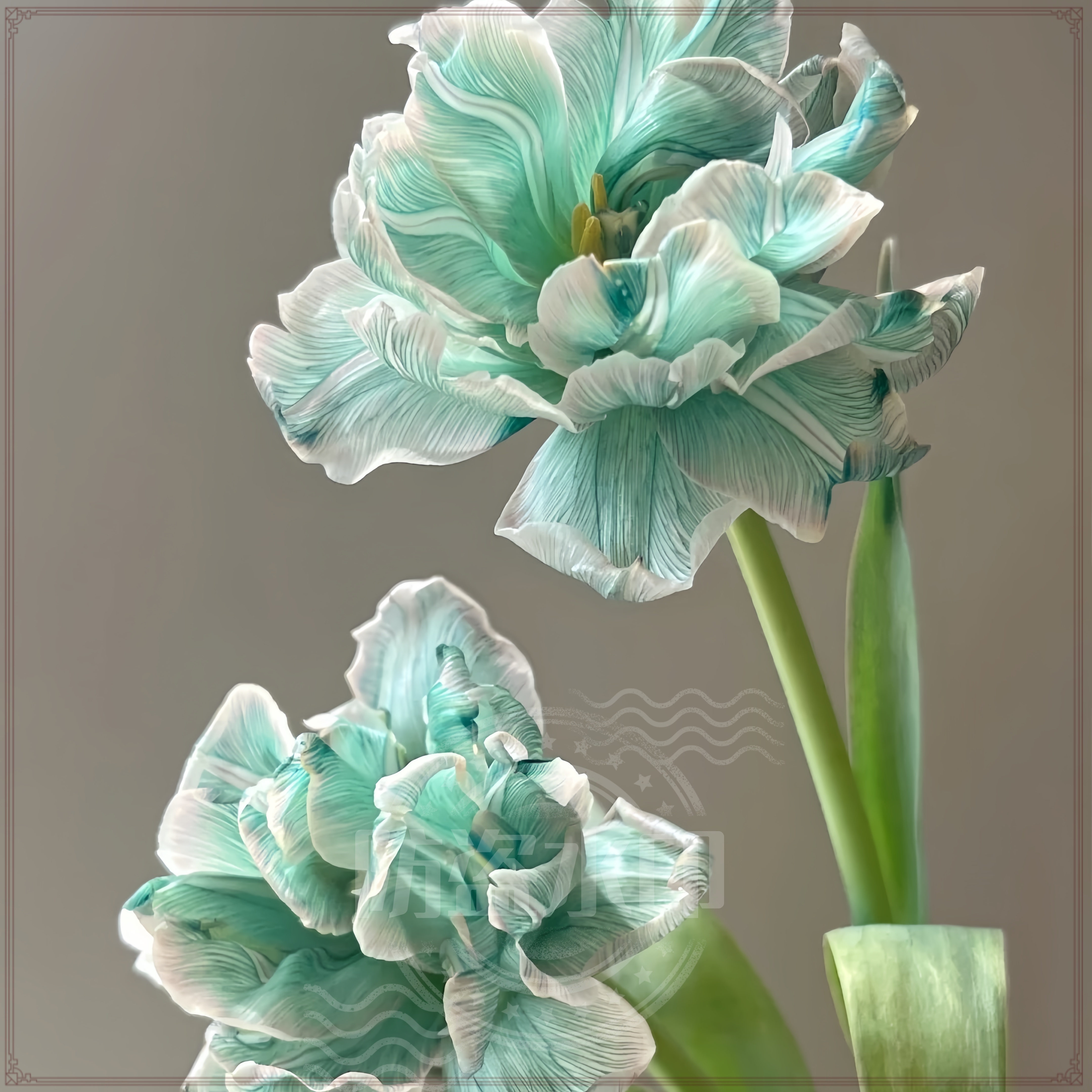 水培郁金香种植盆栽郁金香种球开花成活多年生春化球阳台四季种子