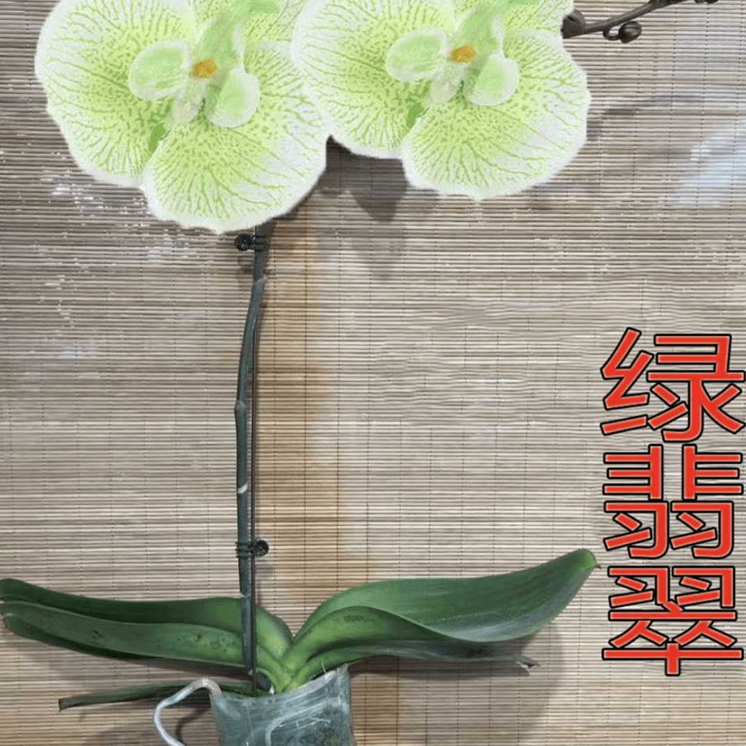 蝴蝶兰苗绿翡翠123