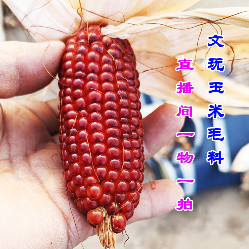 文玩玉米 一物一拍