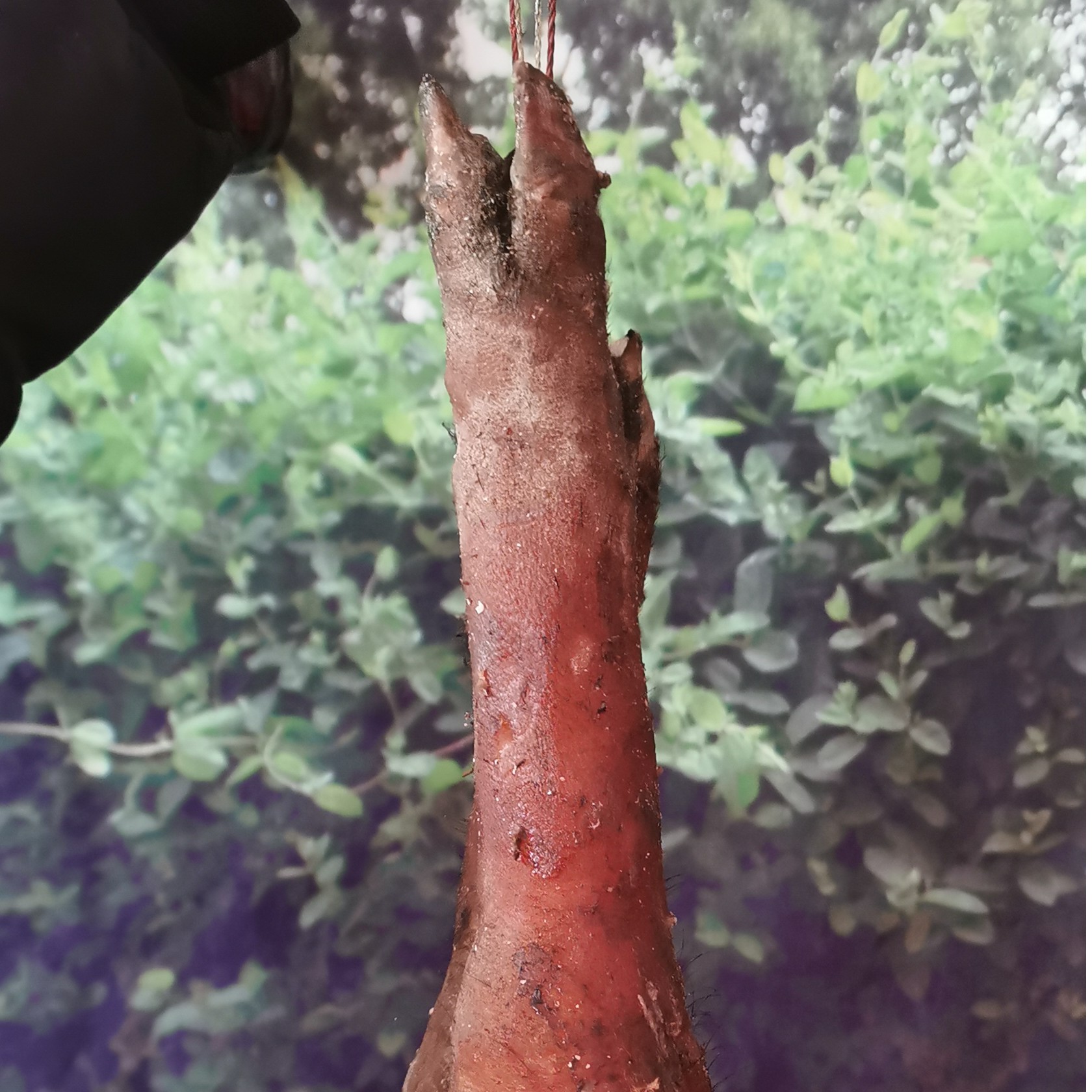 农村熟味土黑猪的猪脚，过称为准。