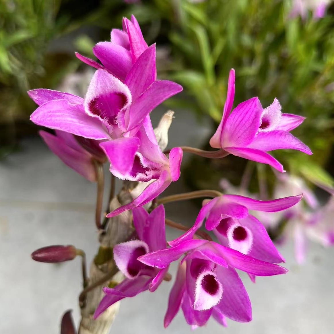 花花草草，物美价廉