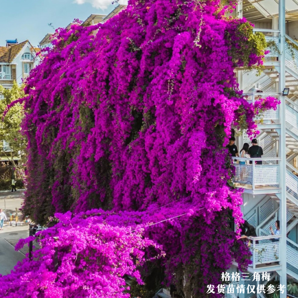 【云南紫】·四季勤花爬藤垂钓三角梅