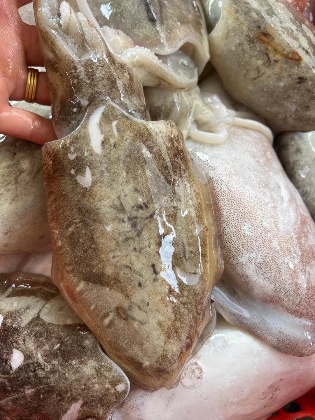 外罗鱼港天然本港墨鱼