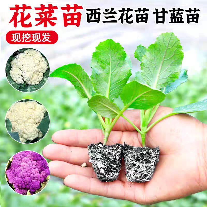 高产松花菜苗西蓝花秧苗菜花苗阳台蔬菜苗抗寒易成活坏苗包赔