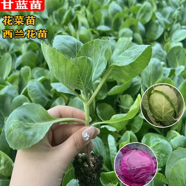 绿甘蓝苗包菜秧苗卷心菜幼苗大头菜牛心菜种春秋季盆栽高产蔬菜苗