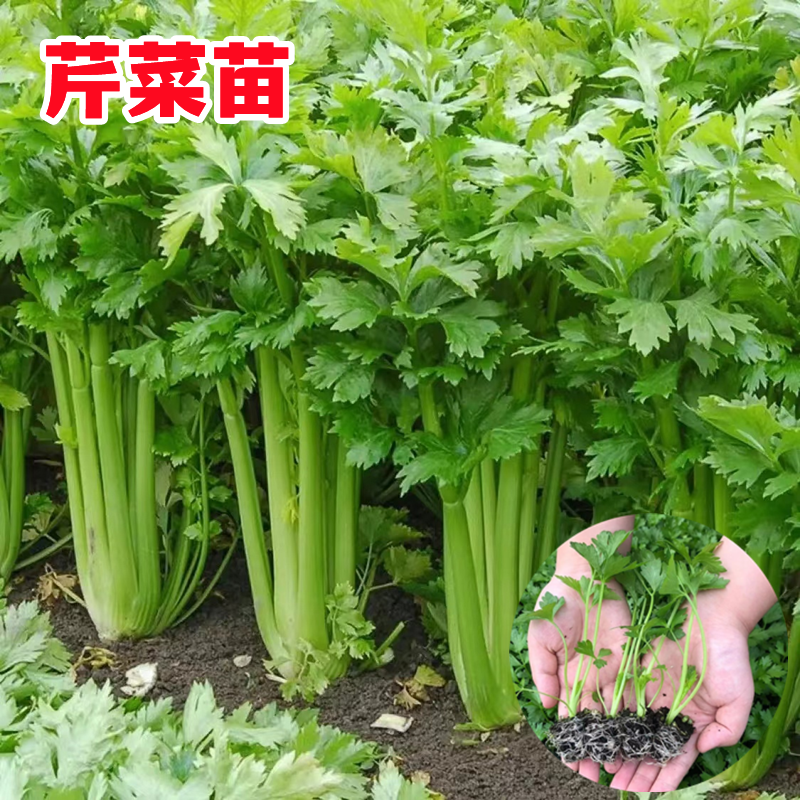 老品种芹菜苗根四季小香芹种子籽实心西芹幼苗春秋盆栽蔬菜苗孑秧