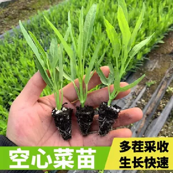 四季空心菜苗耐高温三叉高产小竹柳叶空心菜秧苗带根带土盆栽苗子