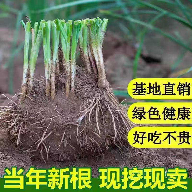 四季韭菜根苗种苗宽叶细紫根白根红根秋天秋季小叶大叶盆栽农家秧