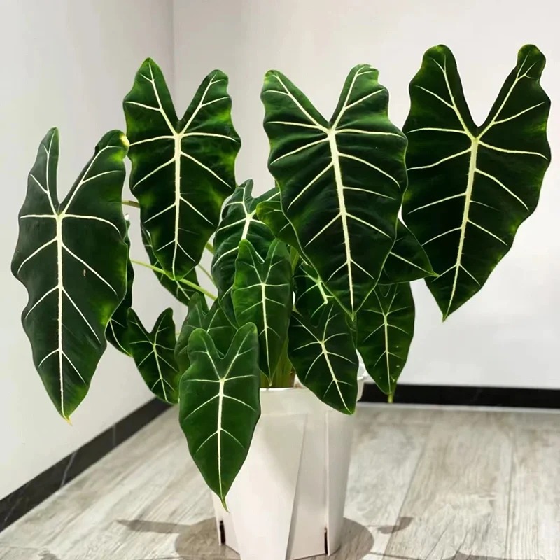 绿天鹅绒海芋稀有进口室内观叶植物热带绿植盆栽办公室客厅盆栽