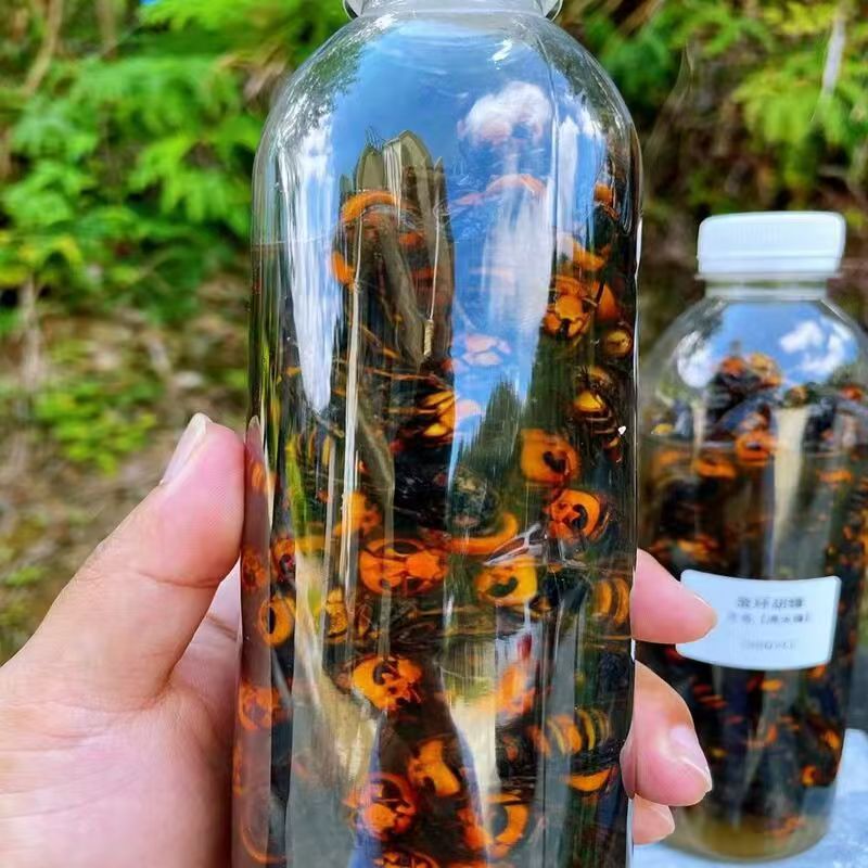 中华虎头蜂黑尾金环泡酒用老蜂马蜂土蜂现捉活泡现发蜂蛹全国包邮