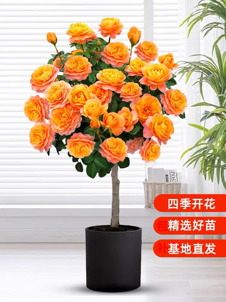 顺丰包邮！果汁阳台高杆棒棒糖树桩月季玫瑰四季开花绿植大盆栽