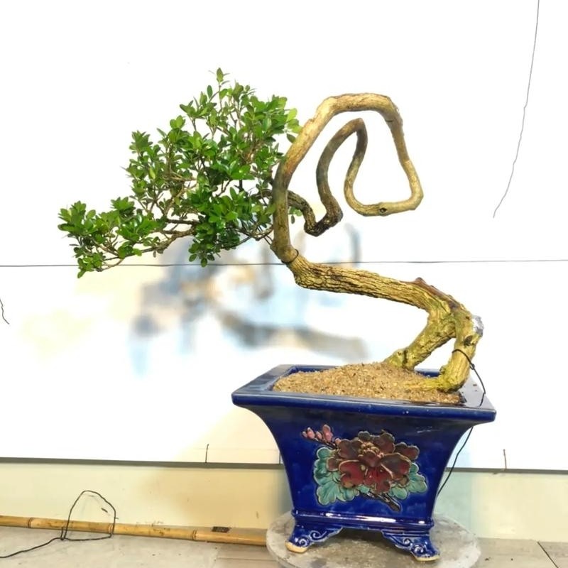大型白皮瓜子黄杨盆景绿植园艺种植素材盆景植物茶室室内