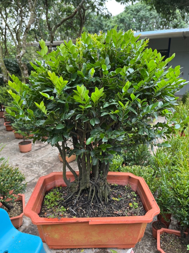 直播间一物一拍小叶紫檀黑骨