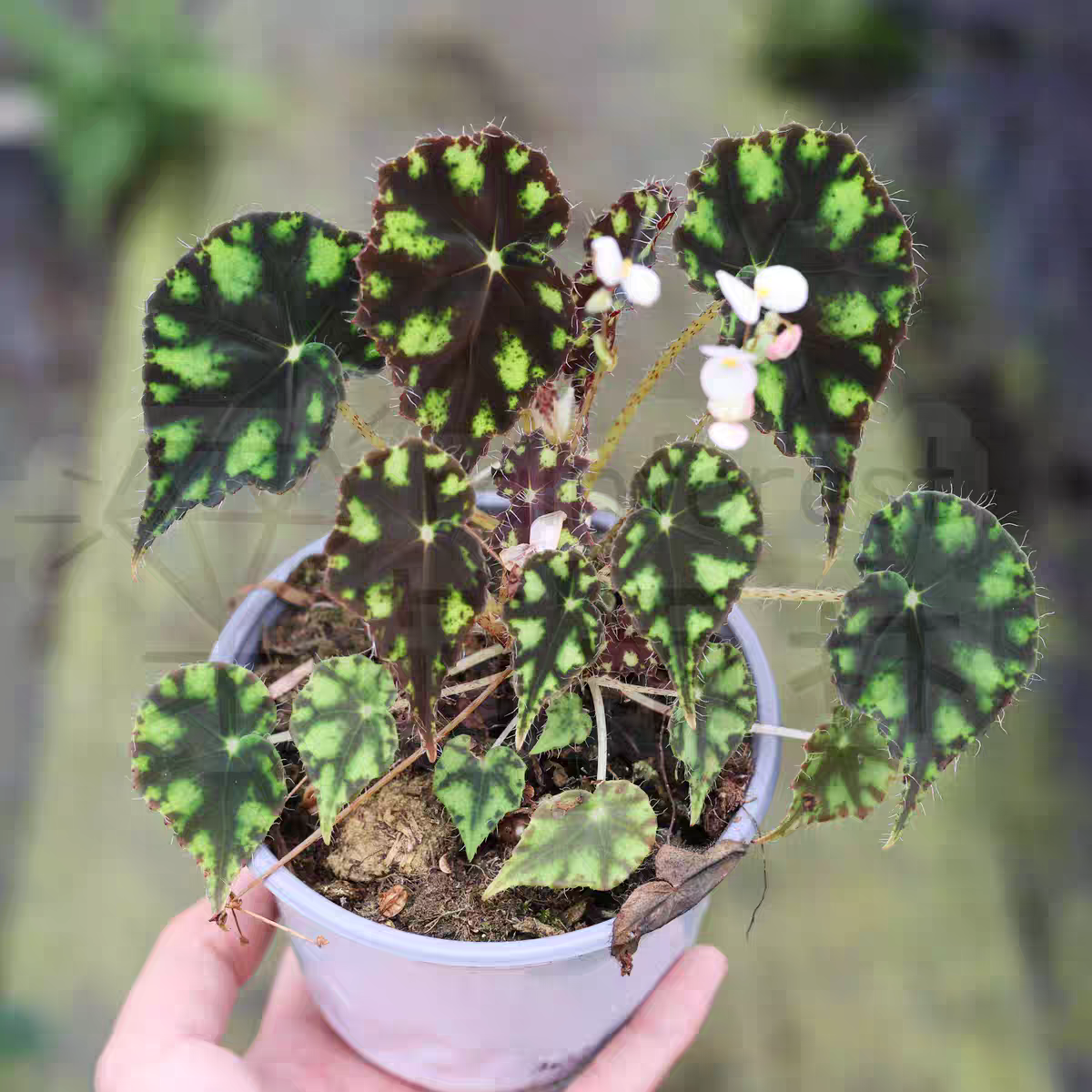 鳟鱼秋海棠虎斑秋海棠开花室内植物雨林缸盆栽植物室内绿植秋海棠