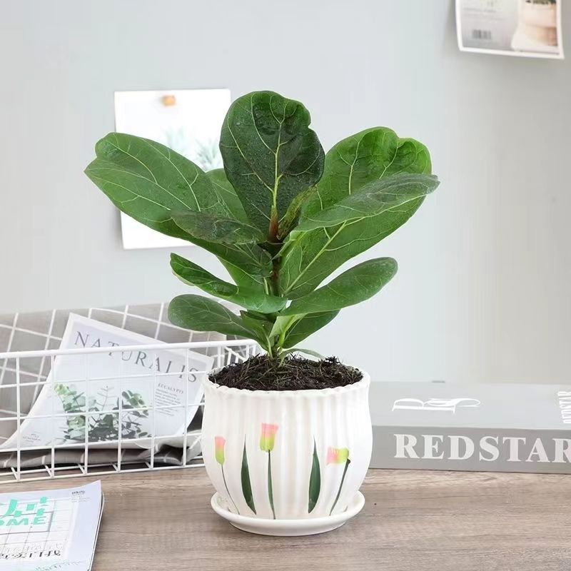 琴叶榕网红精品盆栽独特简约风客四季厅吸除甲醛北欧绿植棒棒糖