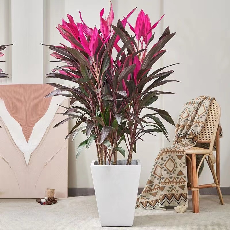 红叶朱蕉盆栽除甲醛大型观叶盆景花卉水培红叶铁植物室内客厅卧室