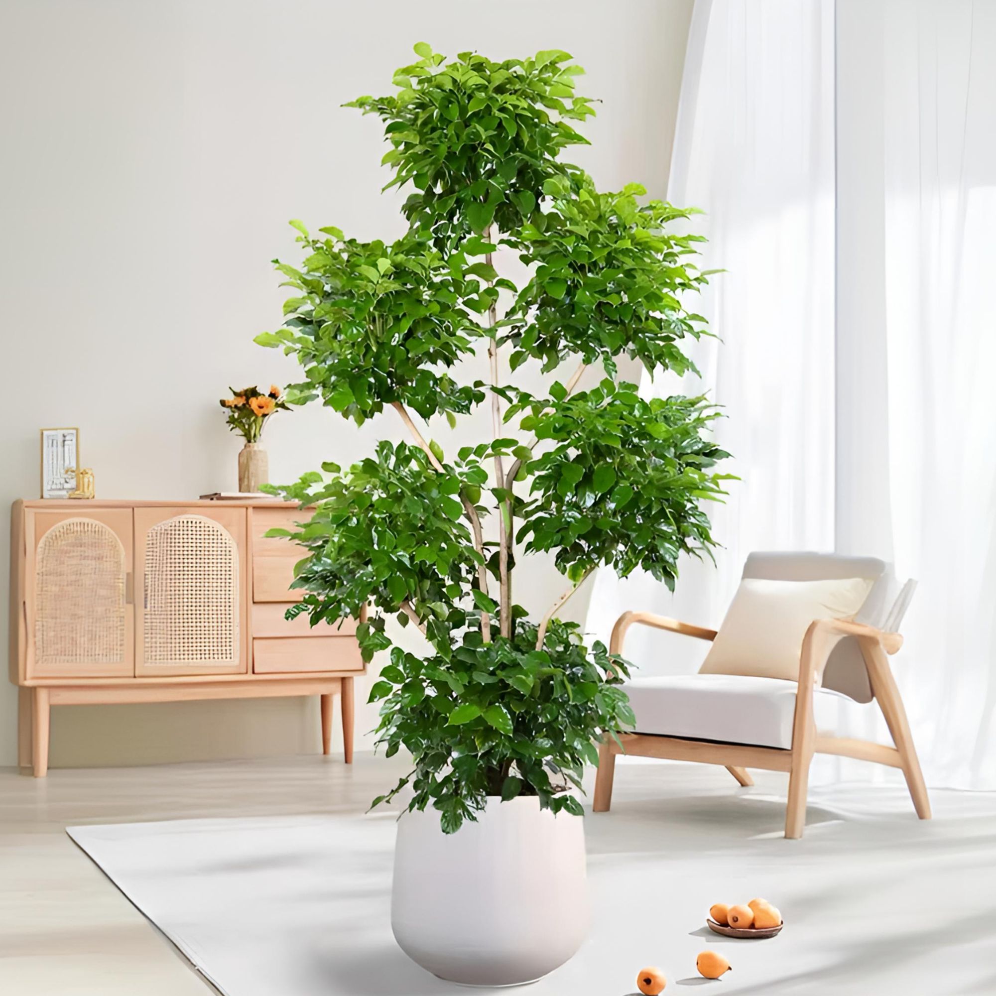 【六层幸福树】大型盆栽老桩四季常青绿植室内客厅植物步步高升造型