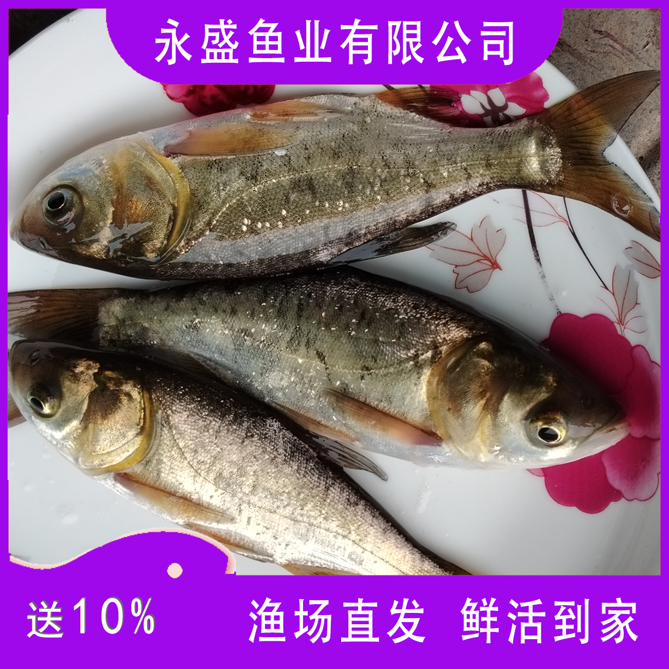 贵州优质3-30厘米花鲢鱼胖头鱼大头鱼淡水鱼包邮渔场直发