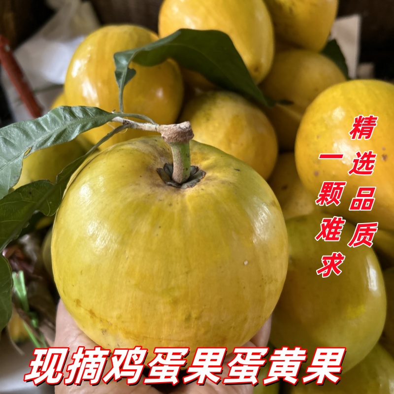 云南鸡蛋果大果香甜稀有蛋黄果产地直供应季新鲜采摘海南稀有水果