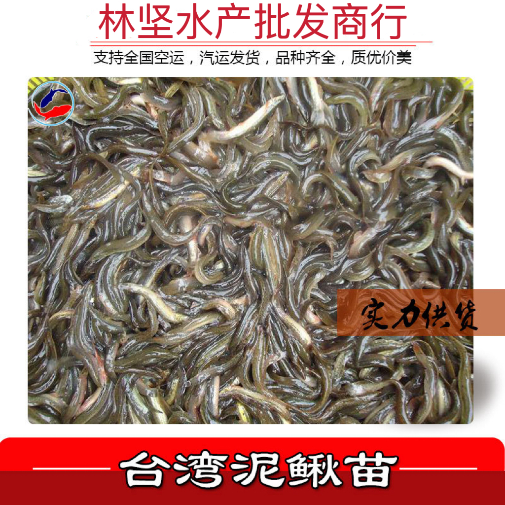 台湾泥鳅广东汕头直发