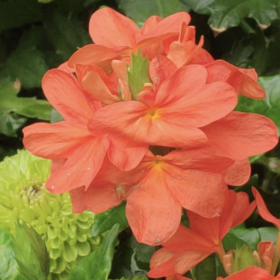 红色鸟尾花盆栽花卉庭院阳台新手易养护爆花强