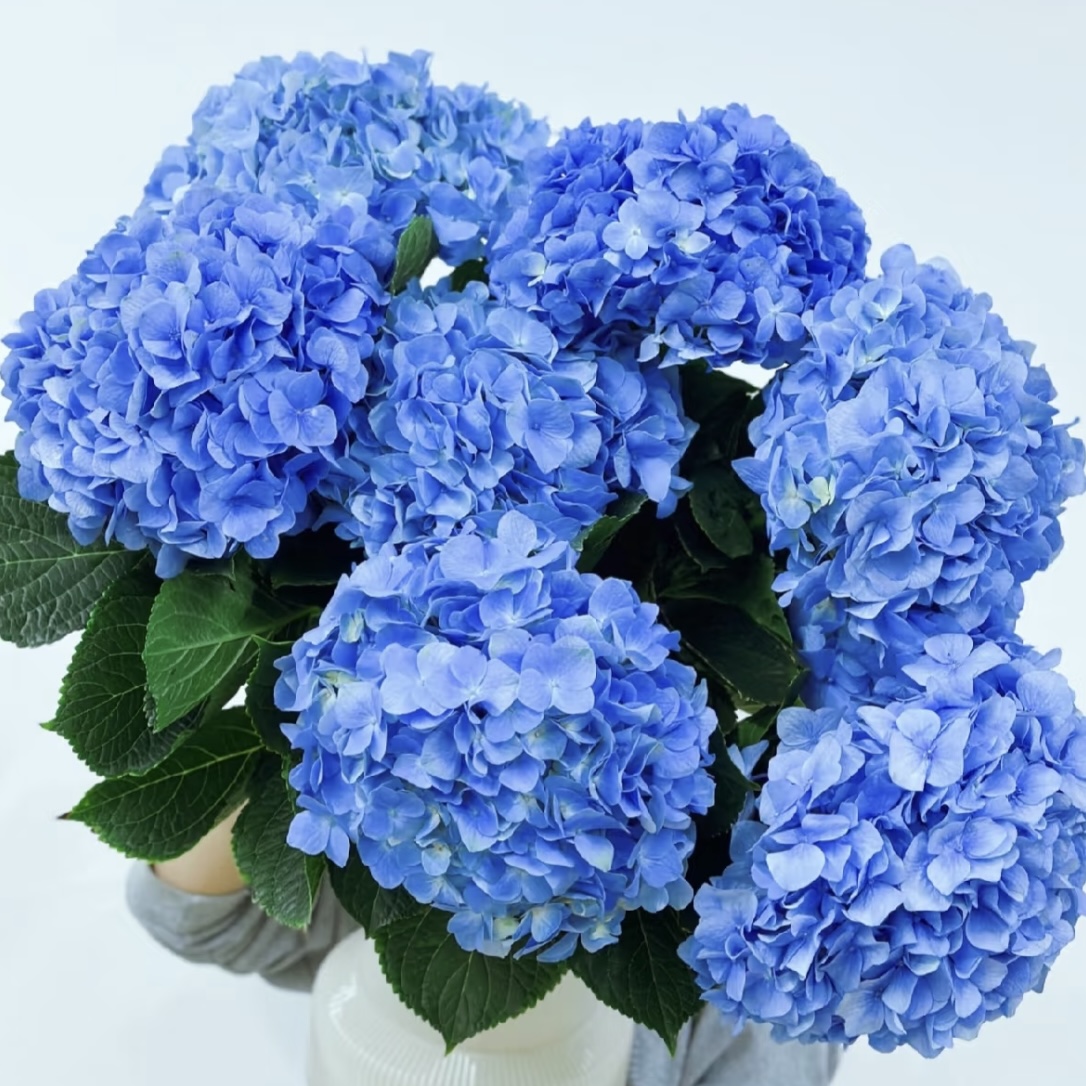 大海兰 绣球花2加仑盆栽庭院阳台新手易养护喜水植物