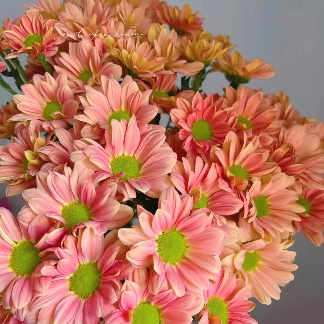 三文鱼 菊花盆栽多年生易爆花发货快新手易养护喜阳植物