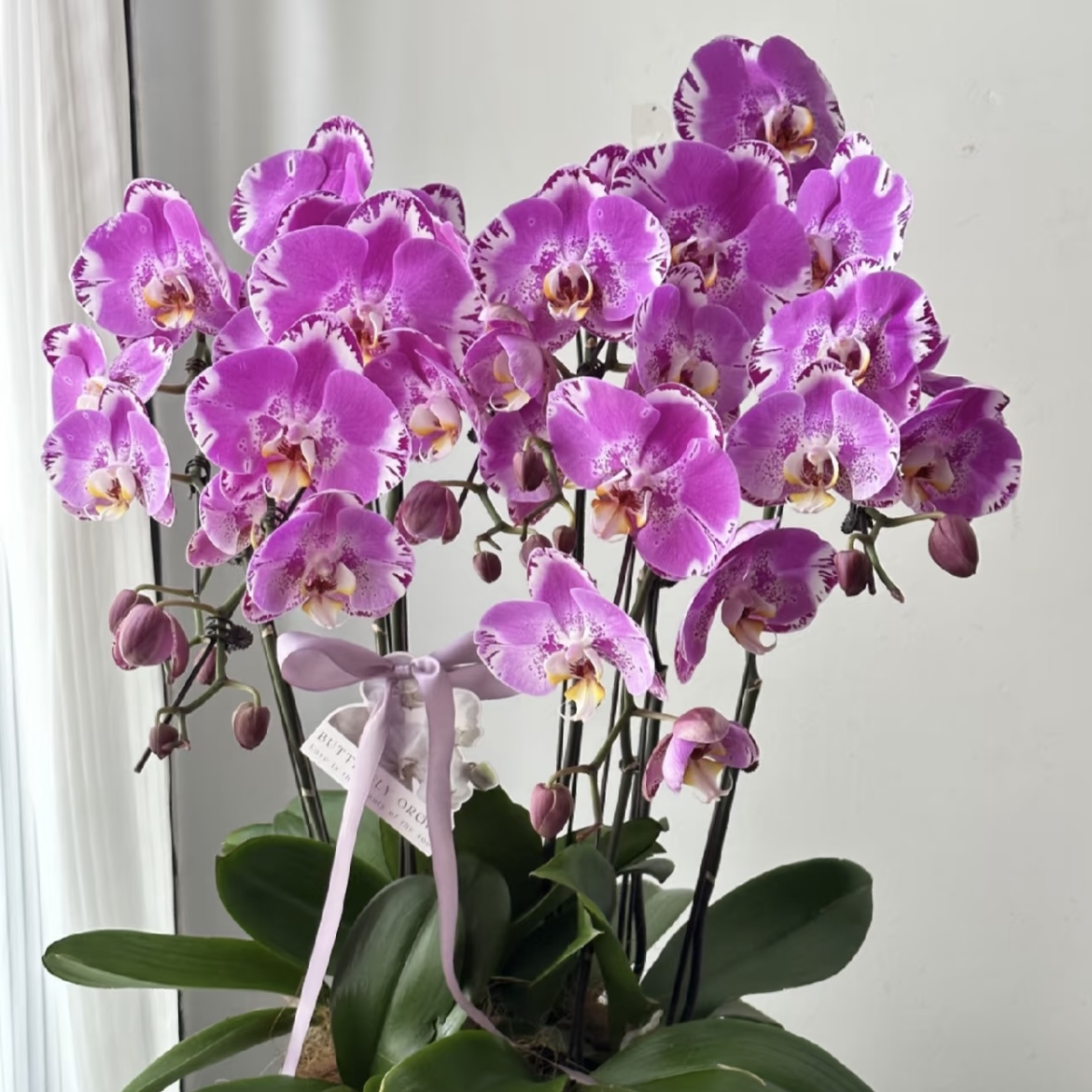 【3寸】单梗藏宝图蝴蝶兰盆栽花卉多年生室内阳台易养护爆花