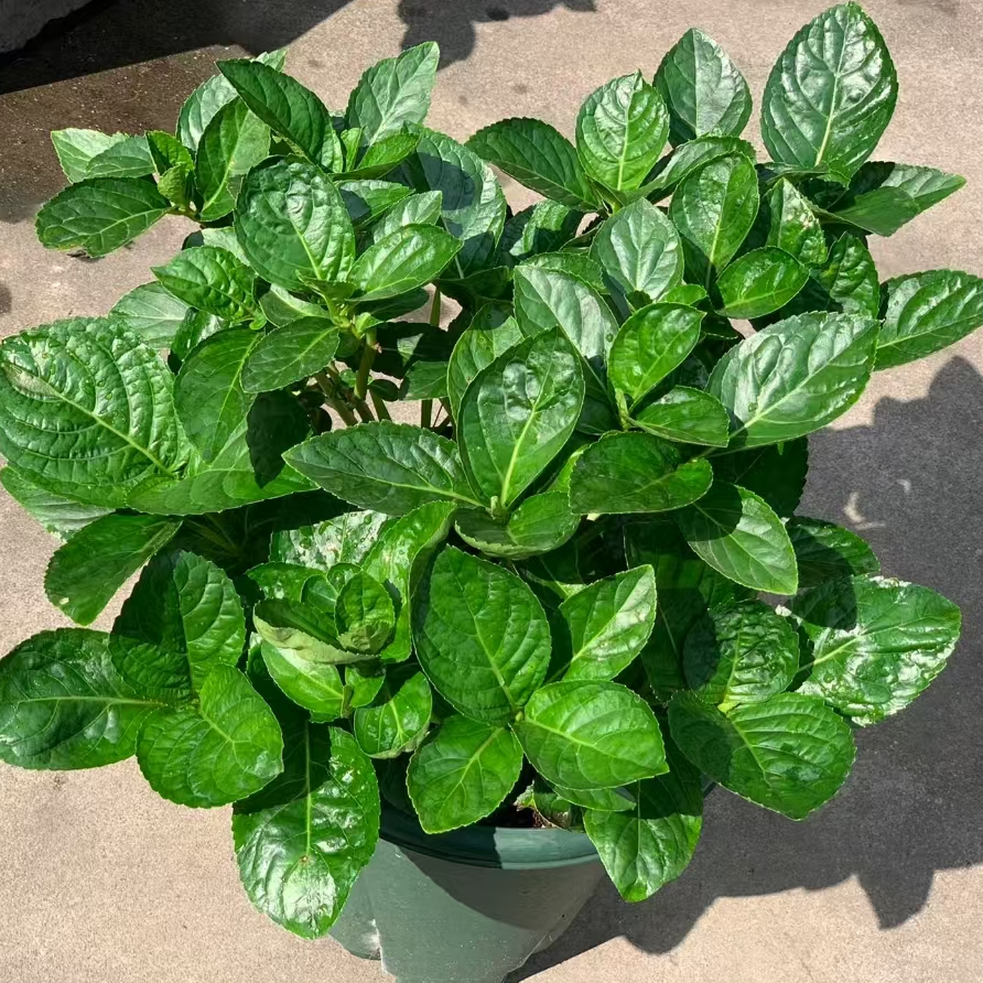 【苗】大海兰绣球花苗春化好带芽点庭院阳台易养护喜水喜阳