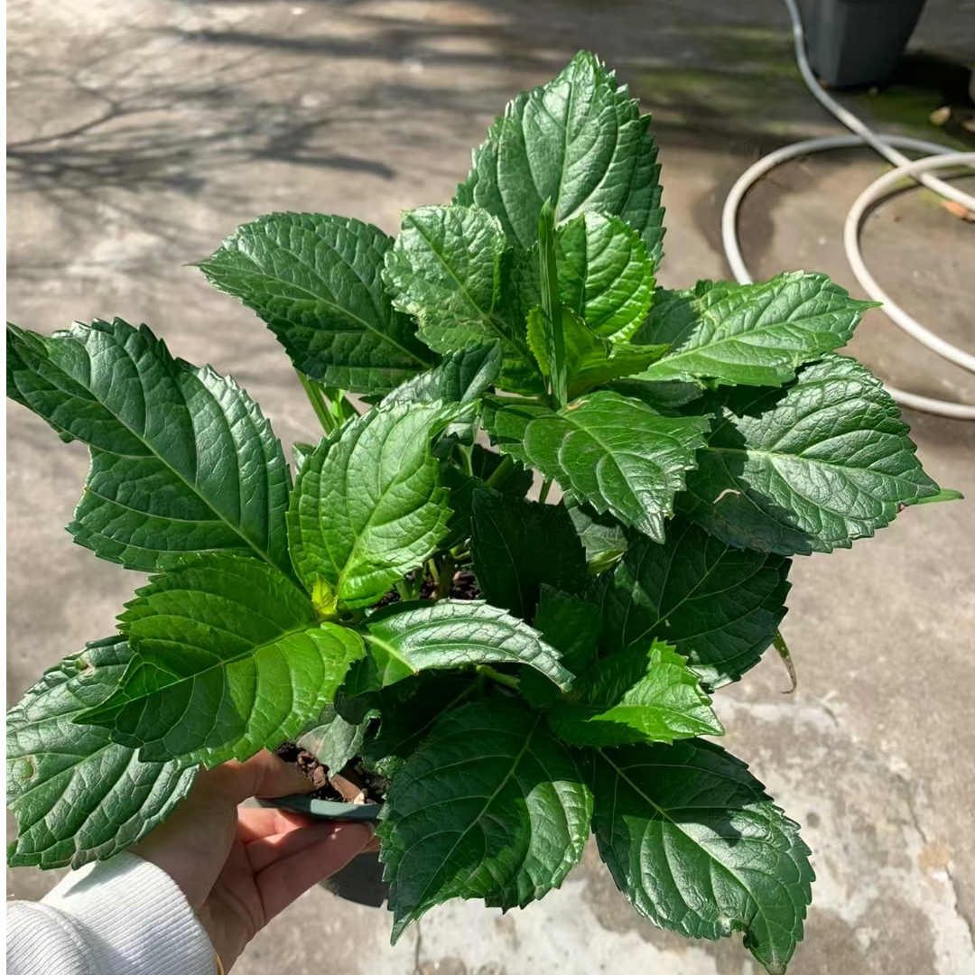 【苗】弗洛伦蒂娜重瓣绣球花苗春化好带芽点庭院阳台易养护喜水喜阳