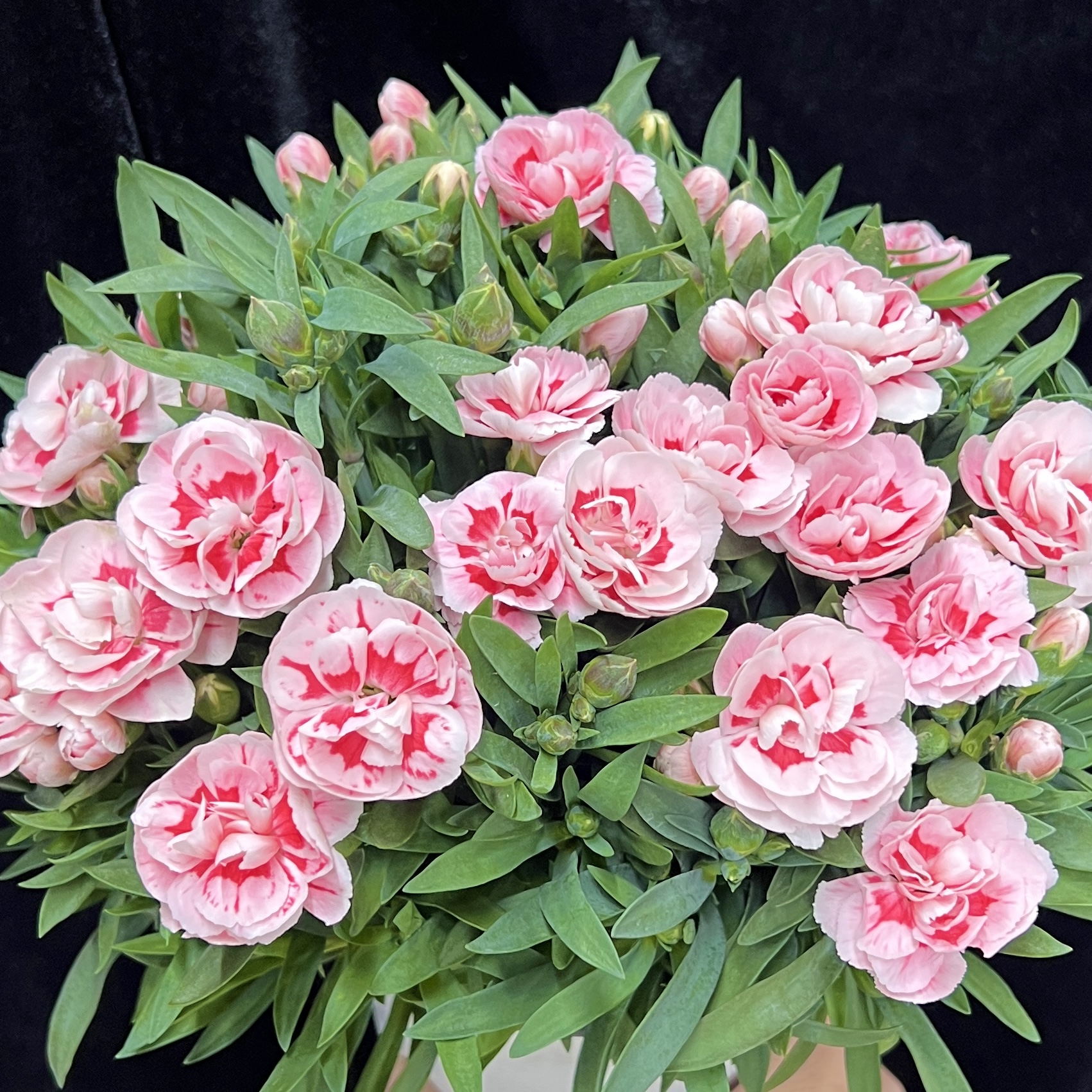 奶油桃子 康乃馨盆栽花卉阳台新手易养护带花苞发货