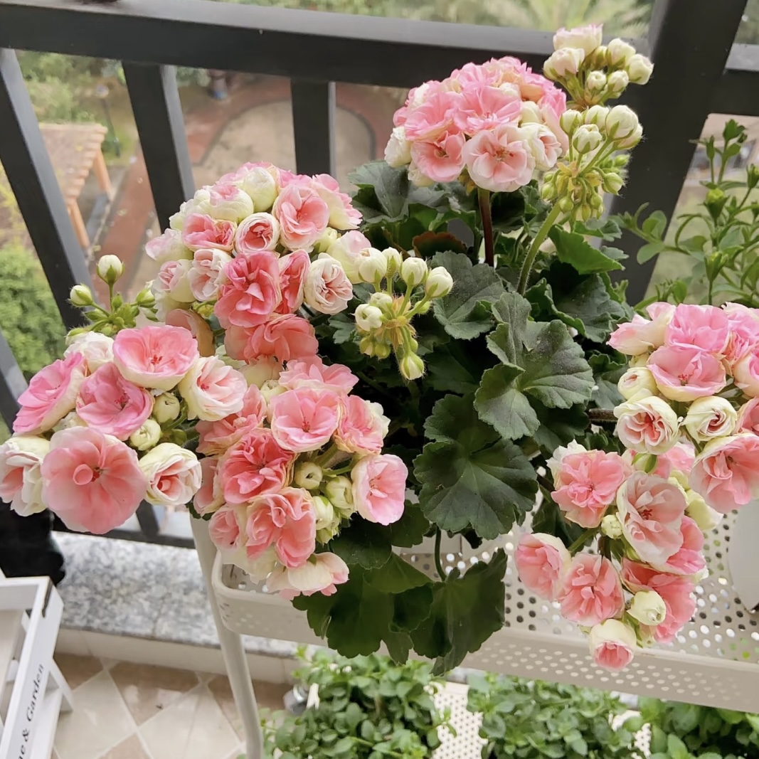 玫瑰小姐天竺葵花卉盆栽生长快易爆花多年生院阳台新手易养护