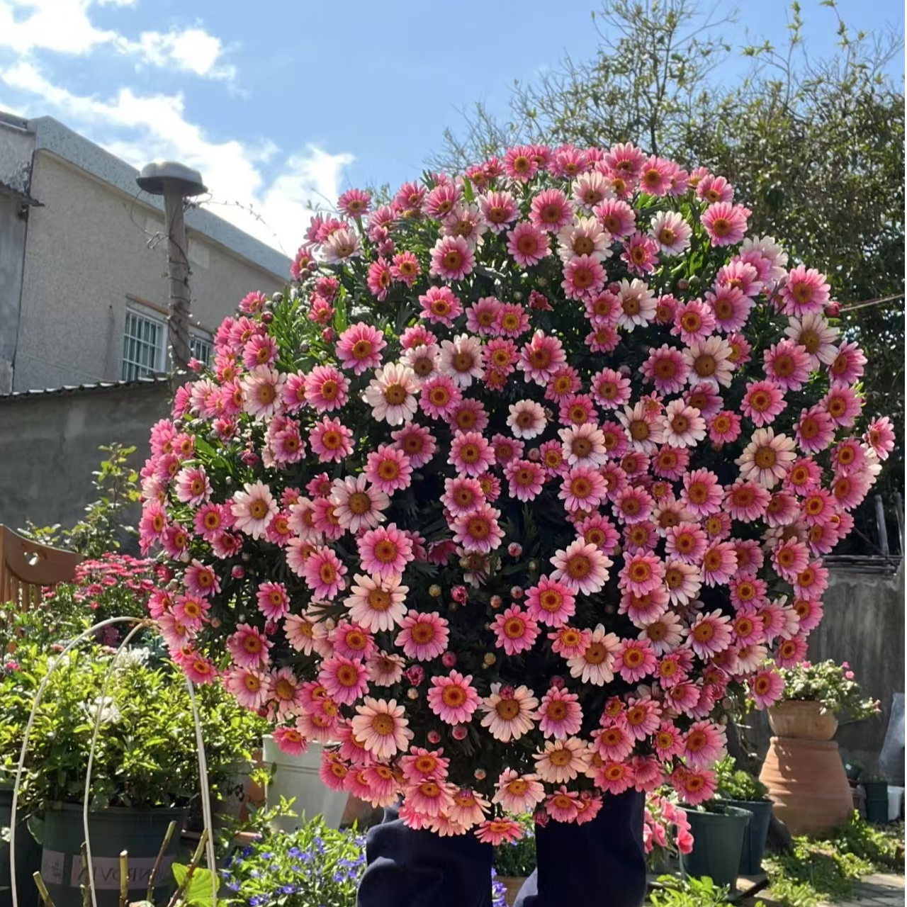 【两盆装】可爱粉玛格丽特菊花盆栽多年生易爆花新手易养护