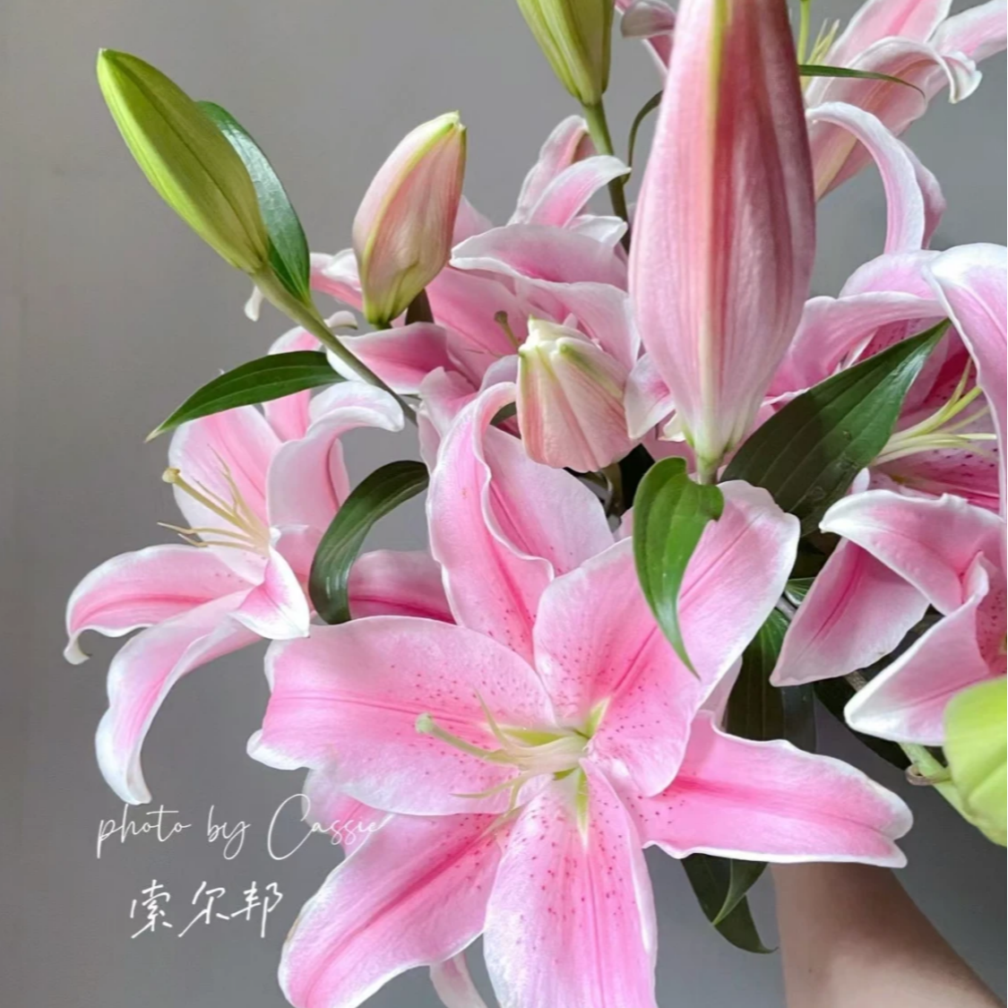 （粉百合福利）索尔邦香水粉百合多头5支 一单包邮