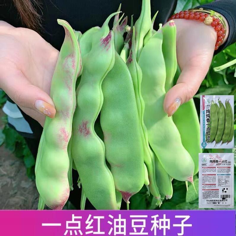 一点红油豆种子将军王高产宽芸豆种籽不鼓豆抗寒抗病东北豆角春季