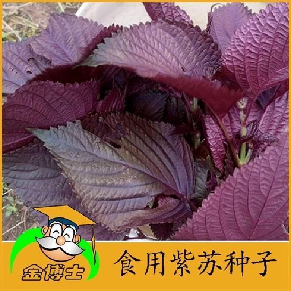 红紫苏种子紫叶苏调味料四季播种特菜野菜种高产易种蔬菜种子包邮