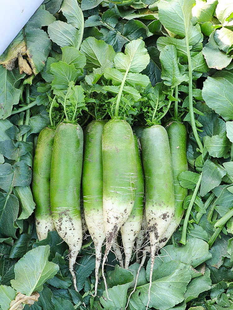 潍坊水果萝卜净重5斤(3-6根）