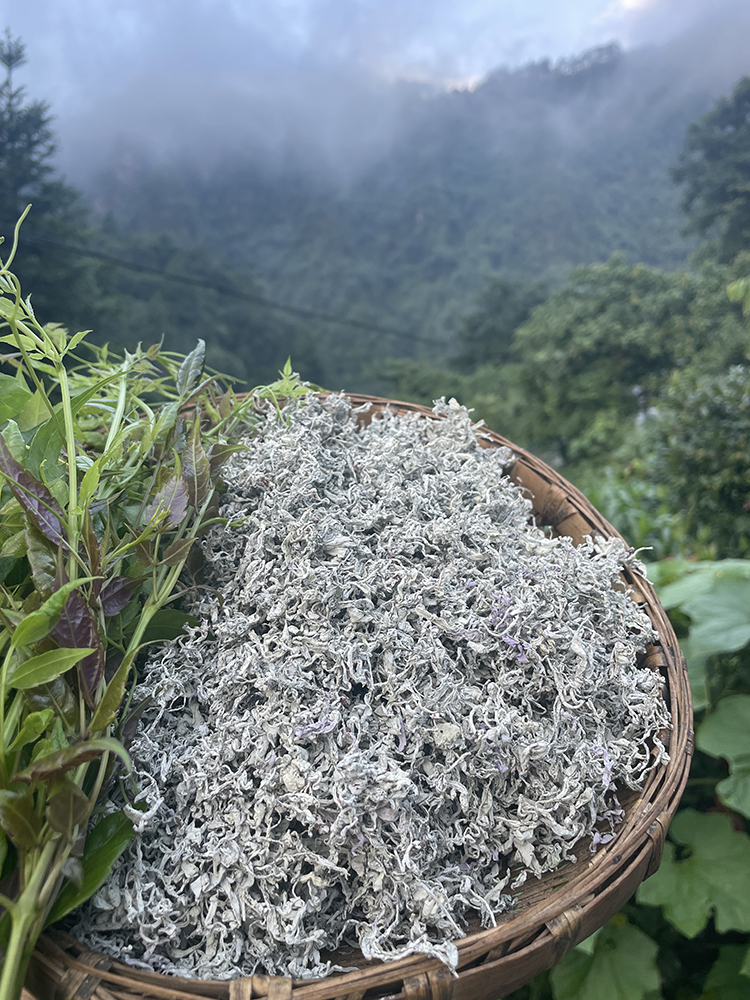 张家界 高山霉茶 
